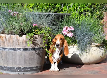 Der zauberhafte Vasko, ein reinrassige Basset Artesien Normand sucht ein neues Zuhause. Eine seltene