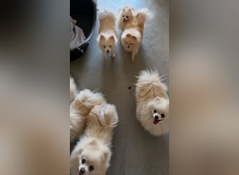 32 Pomeranian- Mädels und Buben (Zwergspitze)