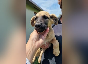 CHICCA ❤  wartet in 26676 Barßel auf Dich