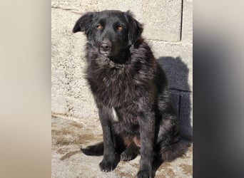GORDI❤️liebes, verschmustes kroat. Schäferhund-Mix-Mädel