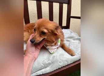 Maggy SR – Kleine Spitzdame mit großem Herz sucht Familie