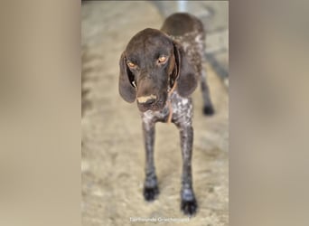 Leopold sucht seinen Menschen fürs Leben 