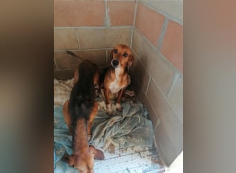 Durbans – raus aus dem Tierheim und eine Heimat finden…...