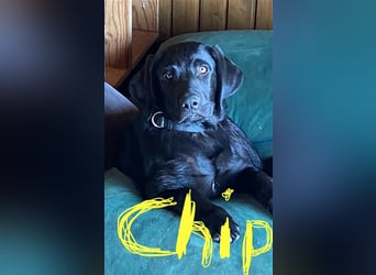 Chip