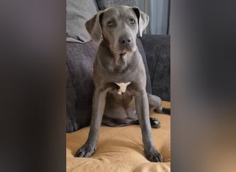 Süße Labradorwalmaraner/ American bully (pocket) Mix