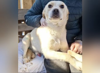 Junghund Boots hat sein Frauchen verloren