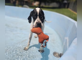 BANDITO ❤️ uuuunglaublich liebevoller Pointer
