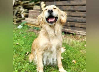 Golden Retriever Hündin erwachsen