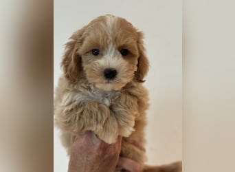 Maltipoo/mini Doodle Welpen in abricot/creme farben