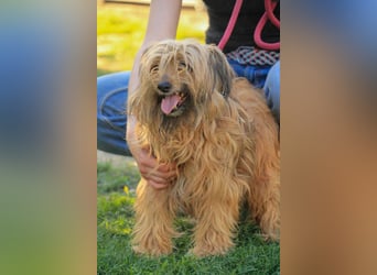 Berit-Bagatel PP – zarte Hundedame sucht ruhiges Zuhause fürs Herz