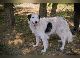 Chip 2233069: Sucht ein Zuhause