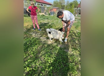 MILLA - Eine Überlebenskämpferin sucht ihr Zuhause Zuhause oder Pflegestelle zum 06.09.2025 gesucht!