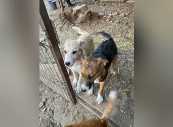 ✨Neugieriges Welpenmädchen Hermine