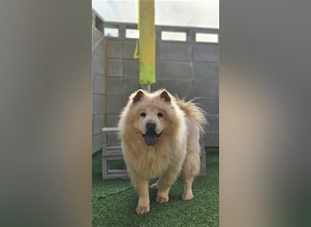 Chichi ,Chow-chow Hündin 5 Jahre,ruhiges ,entspanntes Mädchen,sucht dringend neues Zuhause