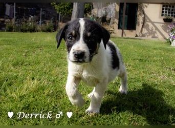 Derrick sucht ab Ende Juni ein liebevolles Zuhause