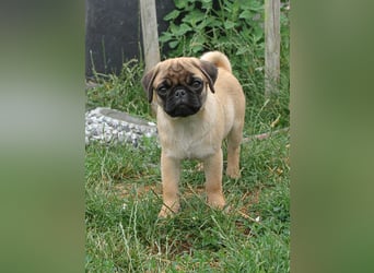 Mops 2.0 Welpen, Rüde, 13 Wochen, Ahnentafel CfdM / VDH / FCI