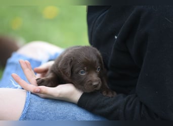 Aussiedor Aussiedorwelpe Welpe Australien Shepherd x Labrador