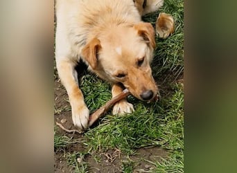 Supersozialer ZACK freut sich auf Pflegestelle Kammlach dich kennenzulernen