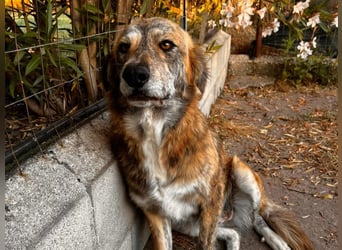 Stella – wo ist ihre Familie?