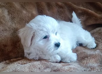 Malteser Welpen