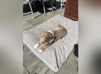 Loki der Kuschler
