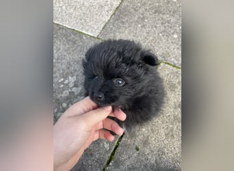 Pomeranian Kleinspitz Welpen