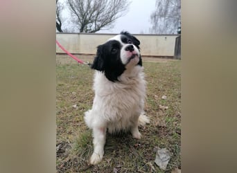 Forrest, geb. 01.02.2023, 38 cm, wartet auf ein tolles Hundeleben