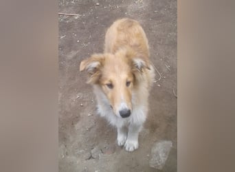 Colliekind - Mädchen - MAGICWOMAN