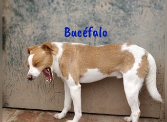Bucéfalo 12/2022 (ESP) - zärtlicher und lieber, kleiner Bodeguero-Mischling!