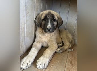 Twixx, geb. ca. 03/2025, lebt in GRIECHENLAND, im städt. Tierheim Serres