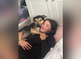 Liebe, ruhige, soziale Hündin in handlicher Größe sucht Zuhause