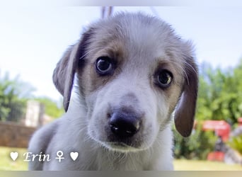 Erin, Emma, Eckie und Enya suchen ein Zuhause