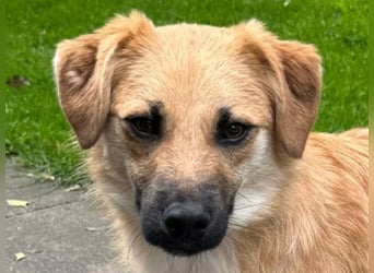 ♥PEPITO♥ neu auf Pflegestelle bei Köln - niedlicher, verspielter, fröhlicher Jungspund 46cm