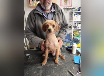 Honey PP - Sensible Pudeldame sucht liebevolles Zuhause oder Pflegestelle