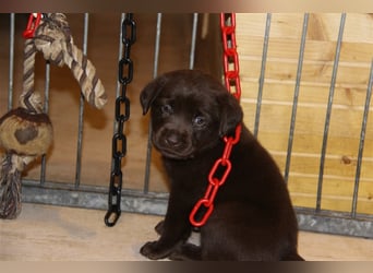 Unsere bildhübschen, vitalen Labradorwelpen sind gelandet!