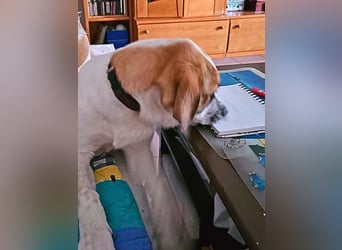 Bart - Es gibt so viele Sachen zu tun,...