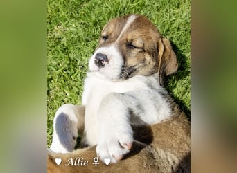 Allie, Adam und Ajax suchen ein Zuhause