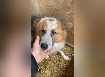 Wunderschöner „Hope“ Collie Mix ca. 6 Jahre auf der Suche nach dem Glück
