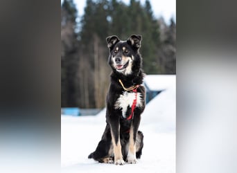 Soziale Sirena sucht ihre Familie