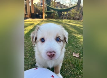 Reinrassige Australian Shepherd Welpen