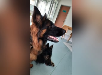 Langstockhaar Schäferhund  Rüde
