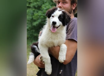 Australian Shepherd ASCA Welpen