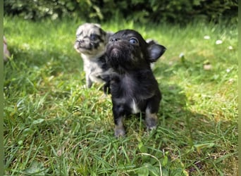 Chihuahua Welpen mit Ahnentafel