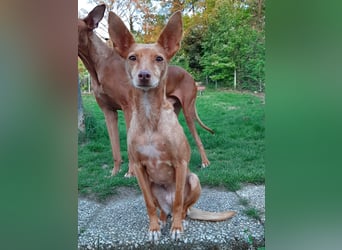 Stella, katzenverträgliche Zwerg Podenca