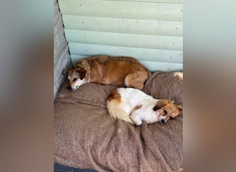 ♥ADELE♥ auf Pflegestelle bei Köln - süße kleine, noch etwas vorsichtige Hündin 41 cm