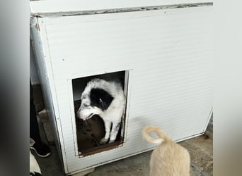 Mila: überfordert im Tierheim