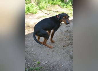NOTFALL - „Lena“, hält den Stress im Tierheim nicht aus. Ca. 2022 geb. Weint ganz doll im Zwinger