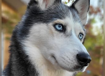 Husky Maya H möchte eine neue Familie finden