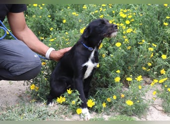 Kalle, Mix Podengo / Labrador, lieb und verträglich