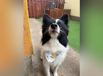 Leopold SR - kleiner Spitz mit großem Charme sucht seinen Platz im Leben